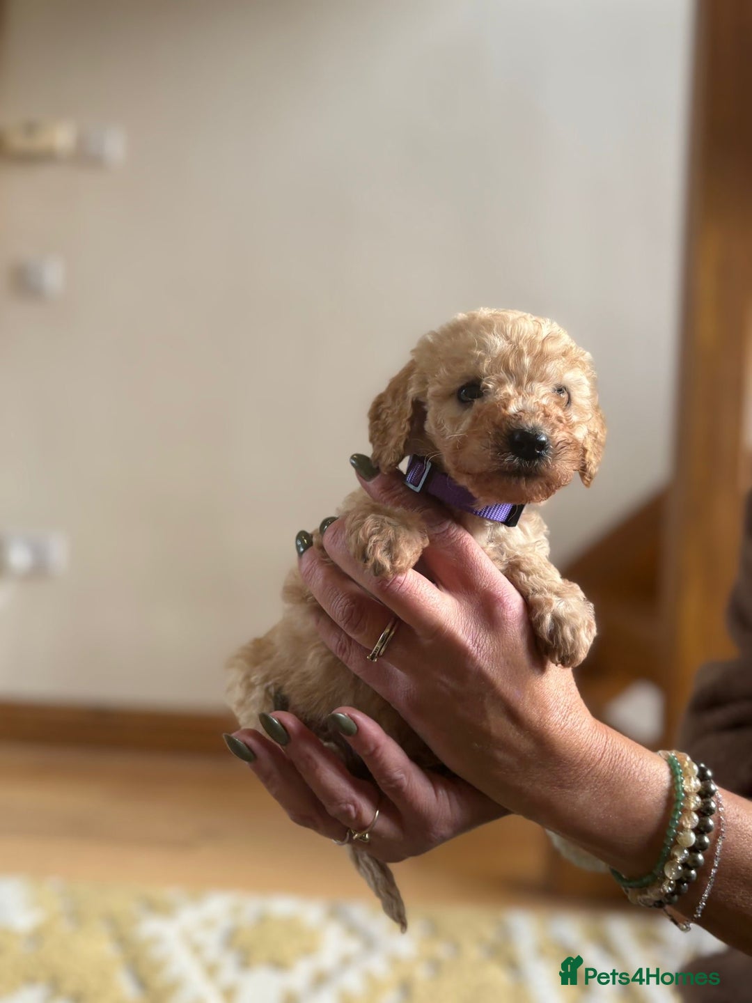 Cockapoo dogs for sale: Teddy bear cute Tiny Cockapoos  - Advert 10