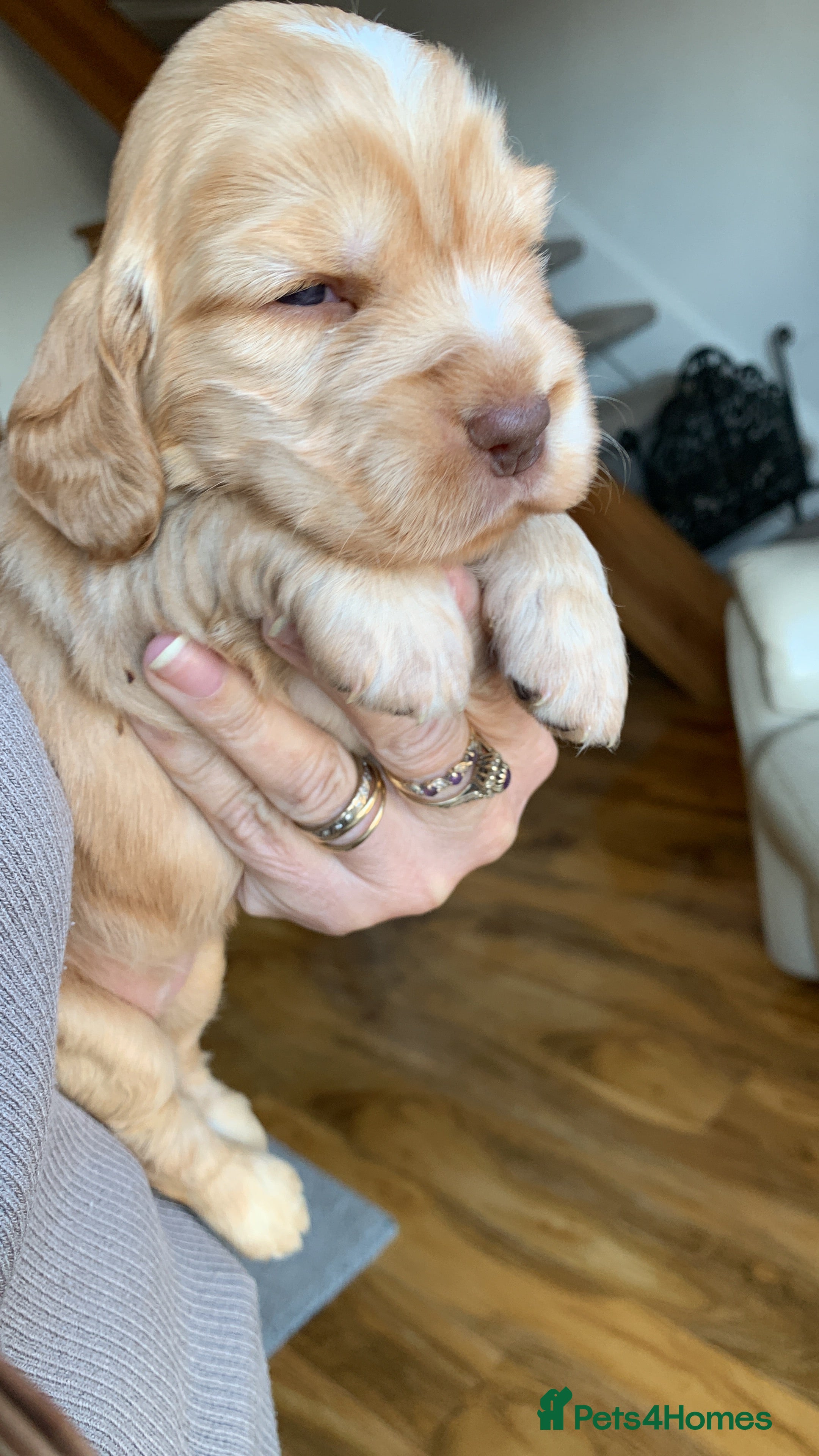 Cocker Spaniel dogs KC Show Type Cocker Spaniels - Advert 2