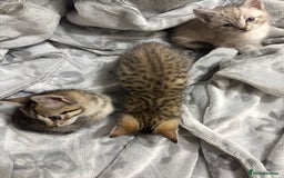 Bengal cats for sale: Bengal cross tabby kitten  - Image 3