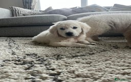 Golden Retriever dogs for sale: Stunning Chunky Golden Retriever Puppies - Image 2