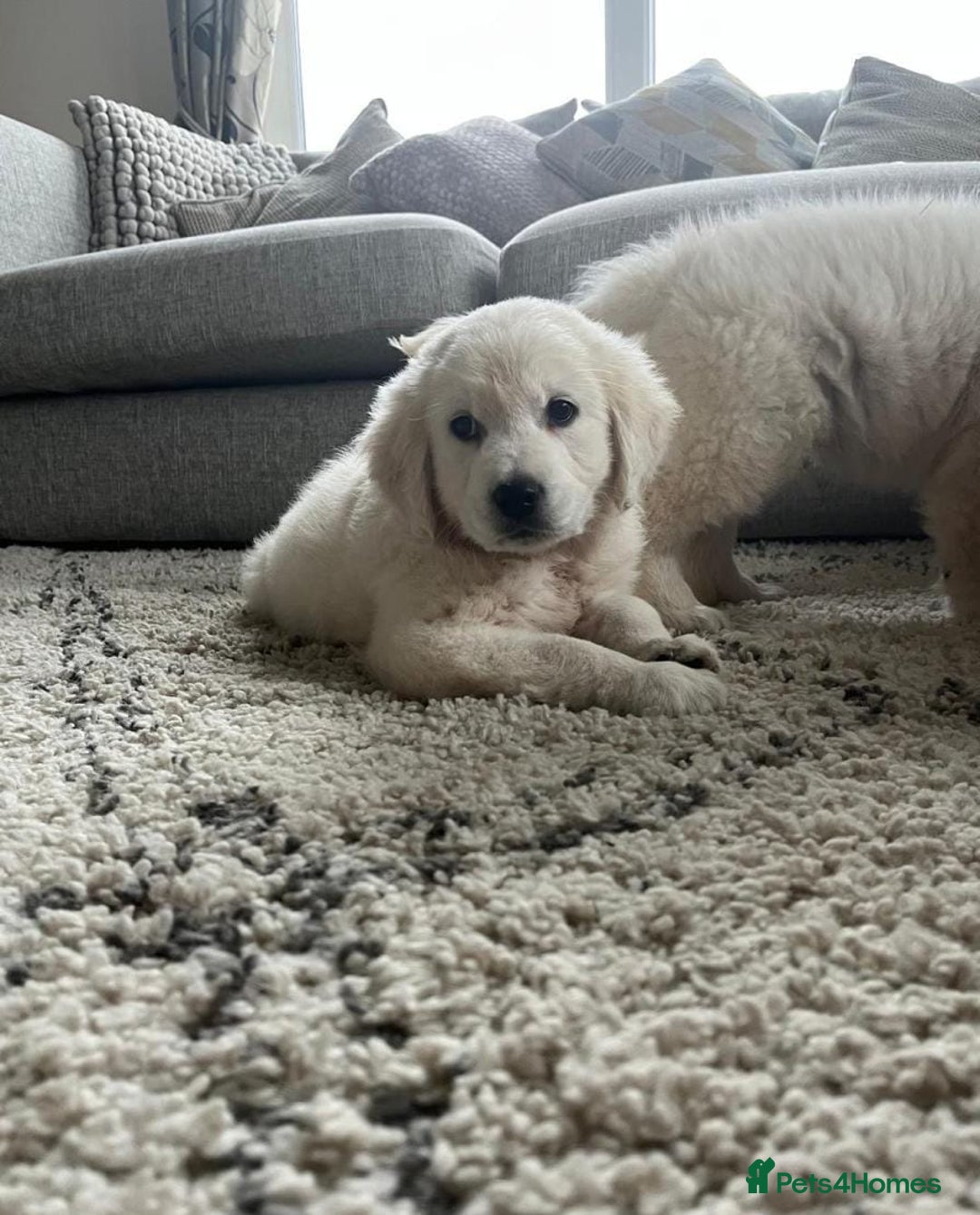 Golden Retriever dogs for sale: Stunning Chunky Golden Retriever Puppies - Image 2