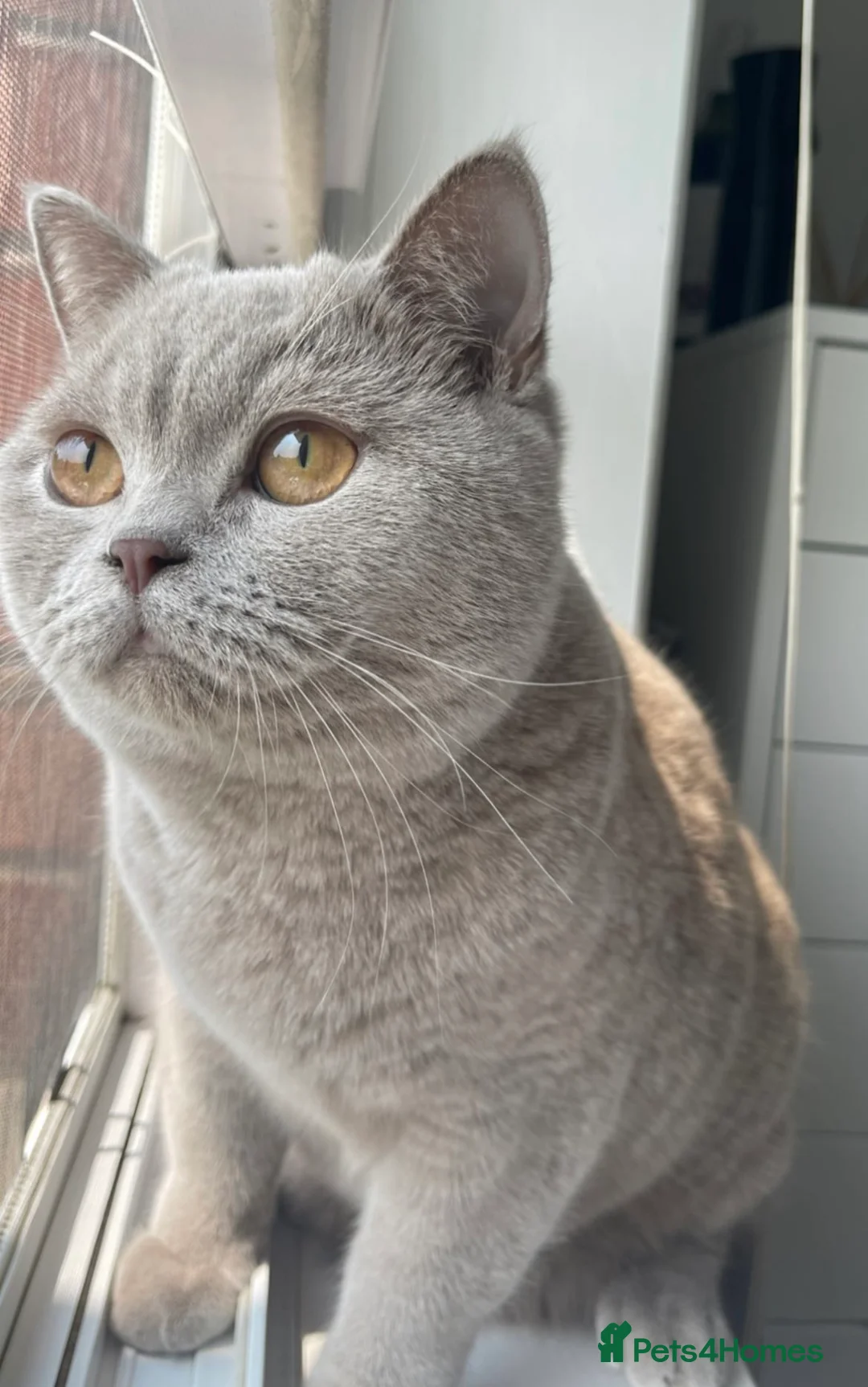 British Shorthair cats for sale: Beautiful chunky lilac British shorthair kittens - Advert 5