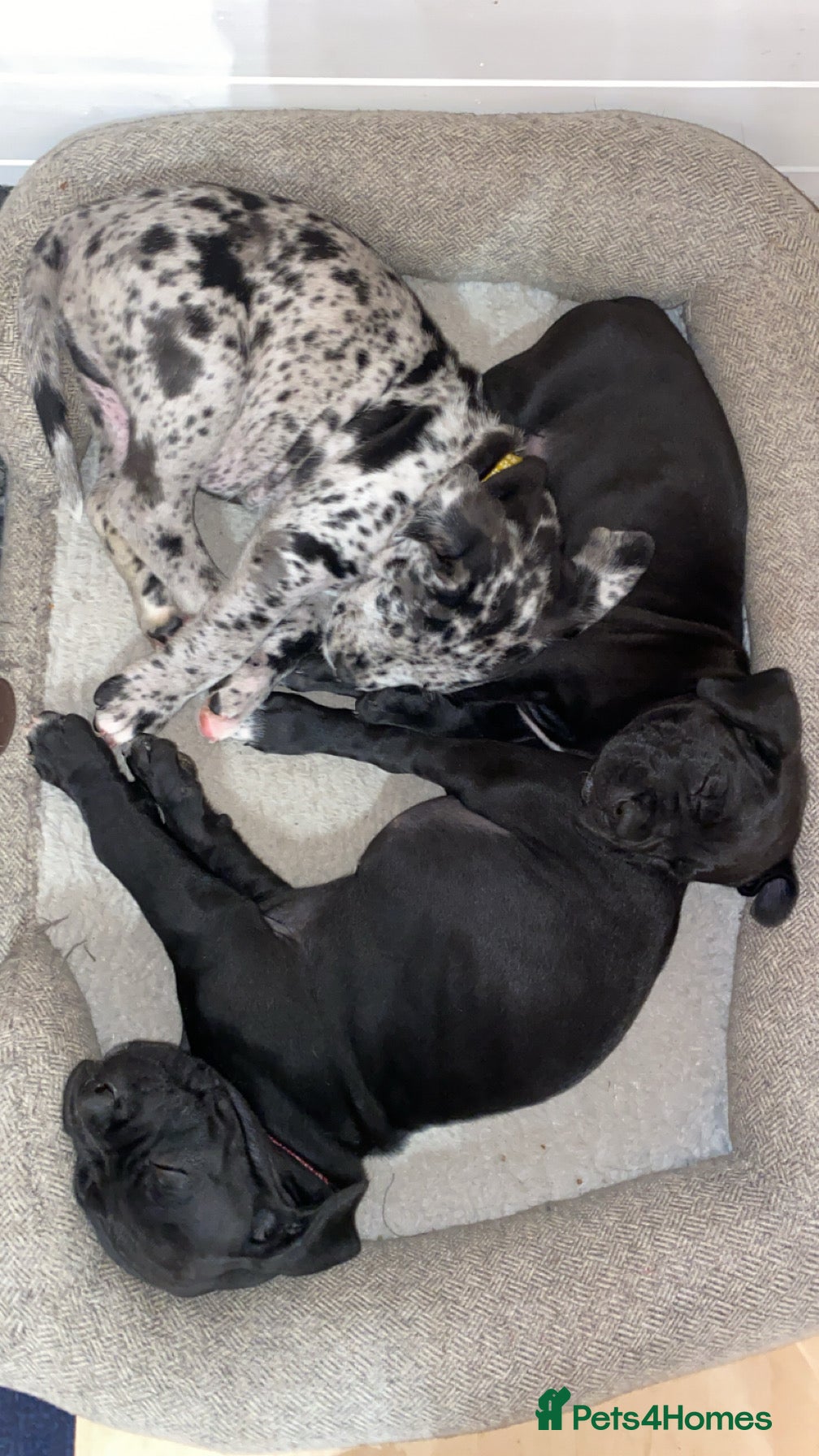 Mixed Breed dogs Beautiful Italian daniffs (Great Dane/cane corso)  - Advert 3