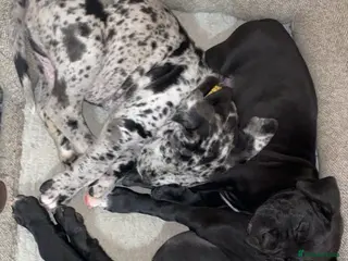 Mixed Breed dogs Beautiful Italian daniffs (Great Dane/cane corso) - Advert 3