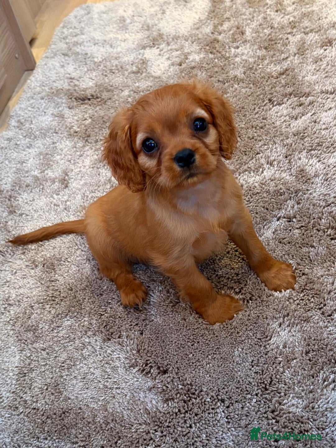 Cockalier dogs for sale: Gorgeous Cockalier Puppies… - Image 10
