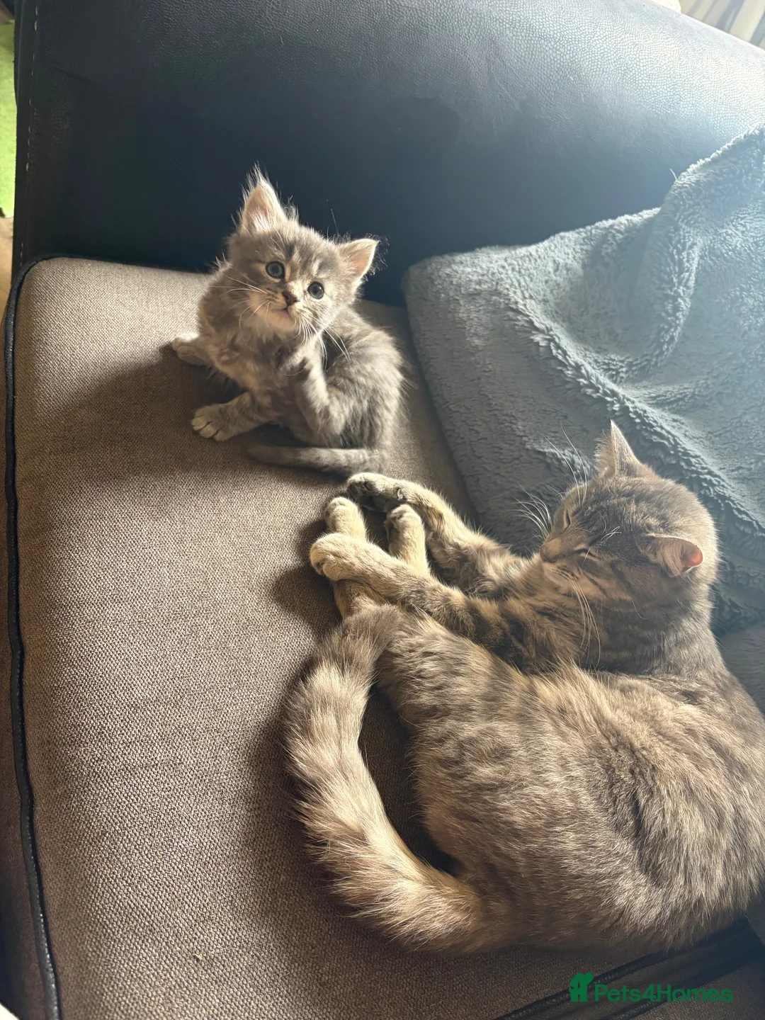 Mixed Breed cats for sale: Kittens Grey Females in Darlington - Advert 13