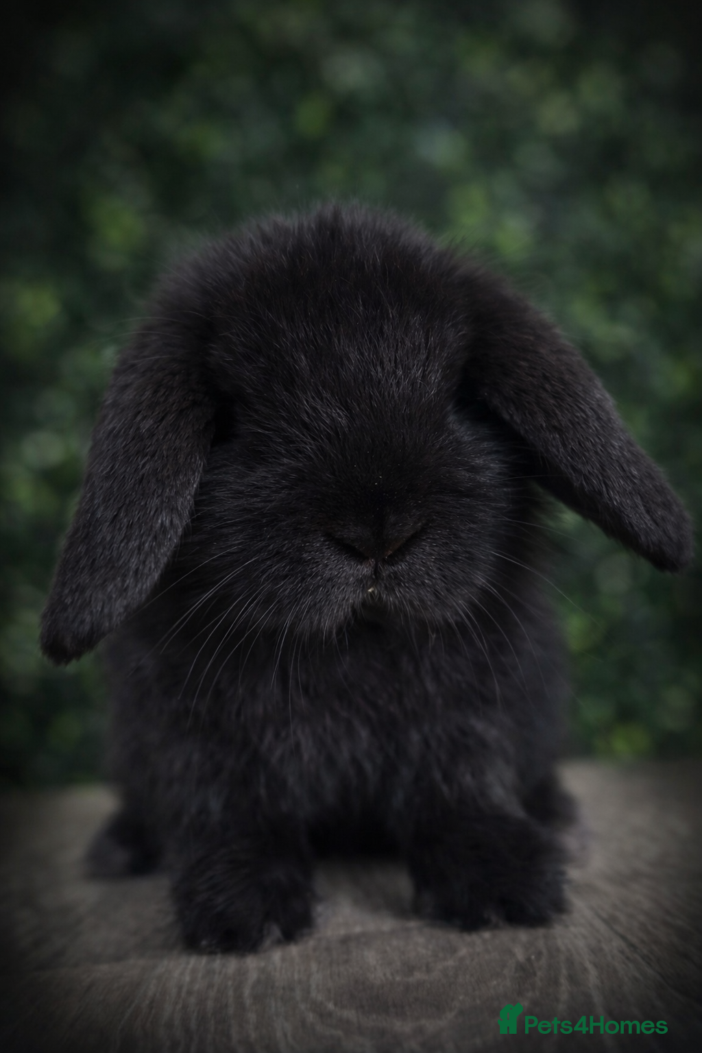 Mini Lop rabbits BEAUTIFUL BABY MINI LOP BUNNIES  - Advert 14