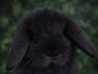 Mini Lop rabbits BEAUTIFUL BABY MINI LOP BUNNIES - Advert 14