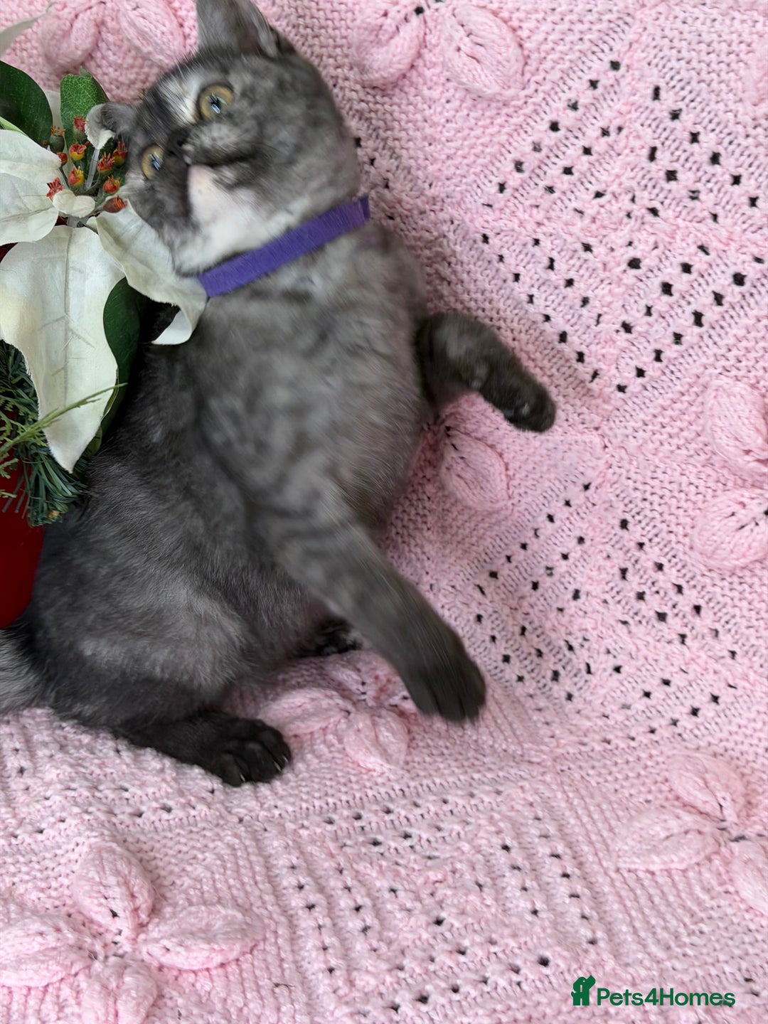 British Shorthair cats for sale: Adorable British sh silver shaded TICA - Advert 15