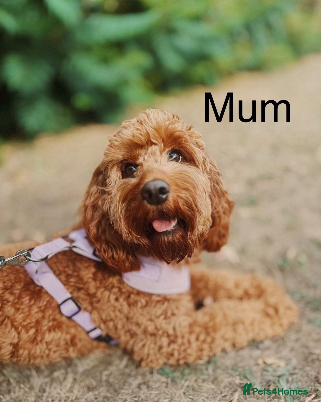 Cockapoo dogs 🐶 Beautiful Cockapoo Puppies ❤️ - Advert 1