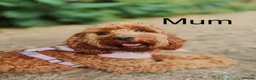 Cockapoo dogs for sale: 🐶 Beautiful Cockapoo Puppies ❤️ in Swadlincote - Advert 1