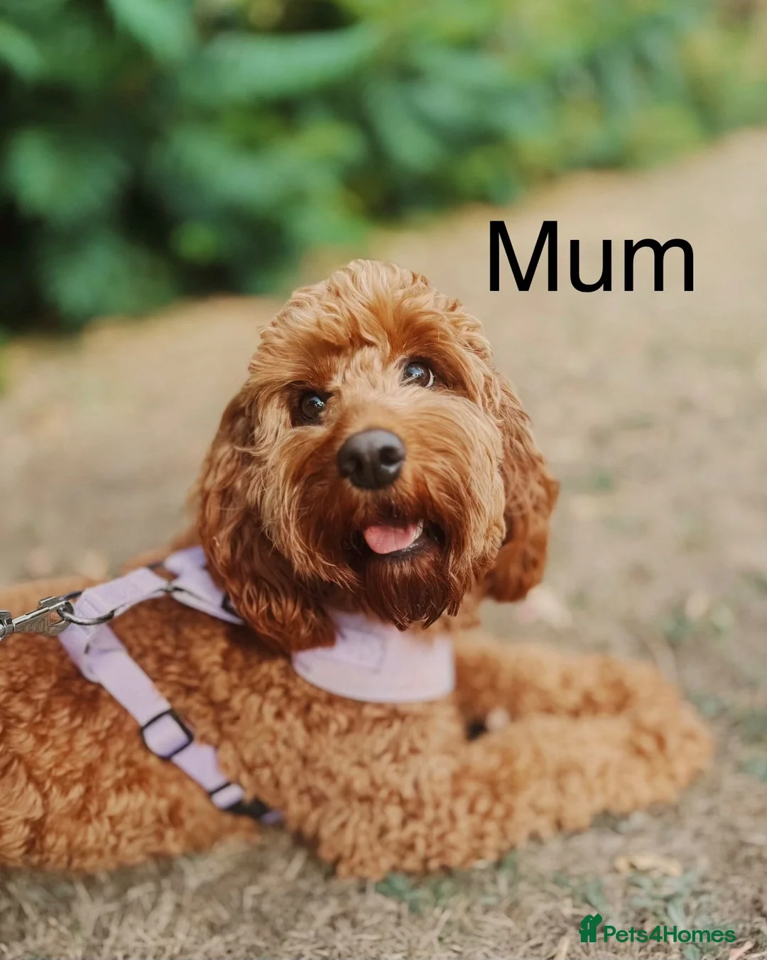 Cockapoo dogs for sale: 🐶 Beautiful Cockapoo Puppies ❤️ in Swadlincote - Advert 1