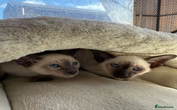 Siamese cats for sale: Siamese kittens - girls  - Image 35