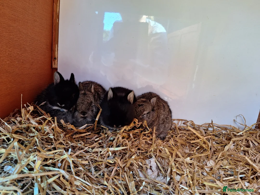 Netherland Dwarf rabbits for sale: Purebred Netherland Dwarf Rabbits in Salisbury - Advert 1