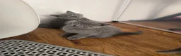 British Shorthair cats for sale: Beautiful British Shorthair Kittens  - Advert 5