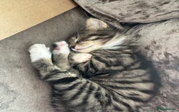 British Shorthair cats for sale: 4 female kittens  - Image 7