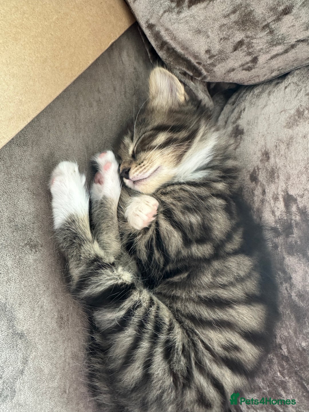 British Shorthair cats for sale: 4 female kittens  - Image 7