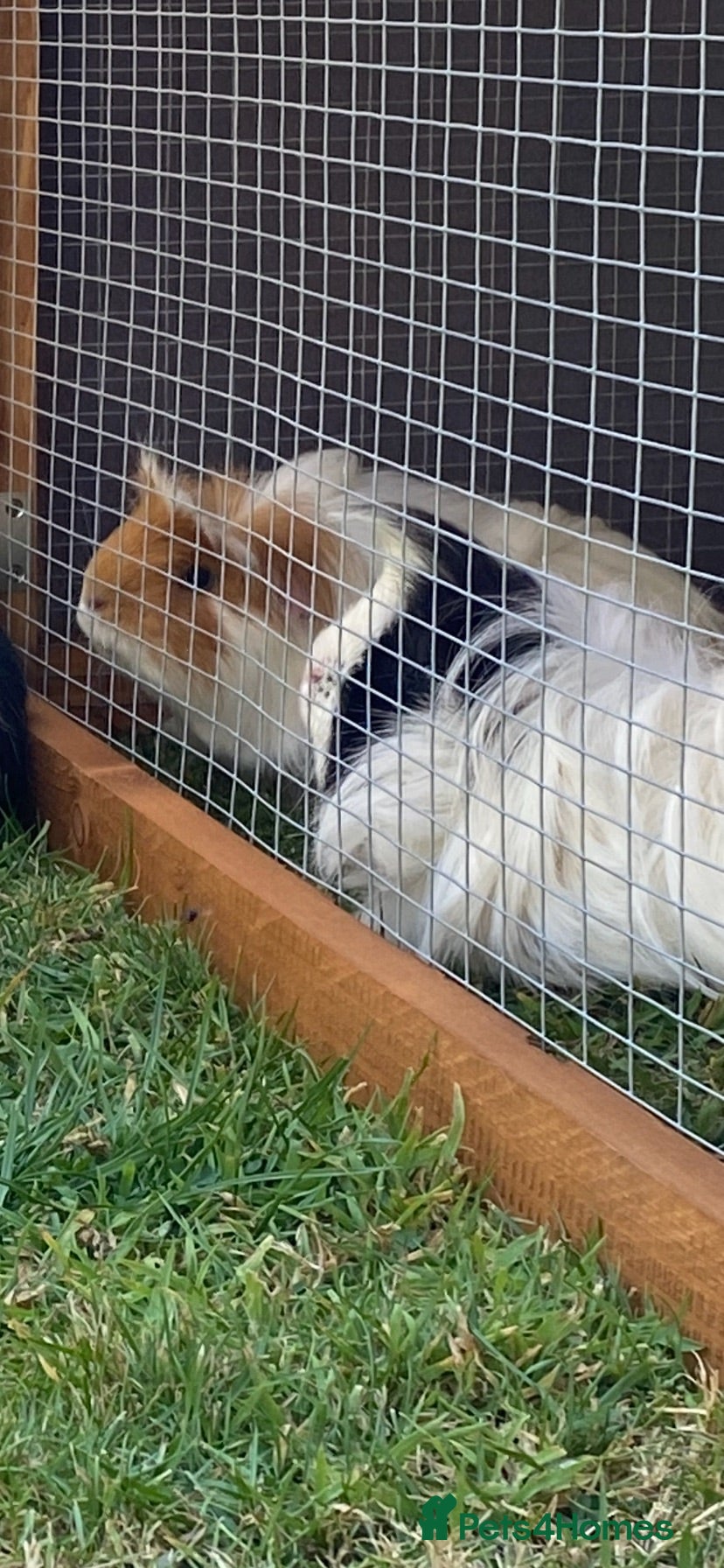 Guinea Pig rodents 2 male guinea pigs brothers  - Advert 1