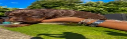 Mixed Breed dogs for sale: One of a kind mixed breed - Advert 14
