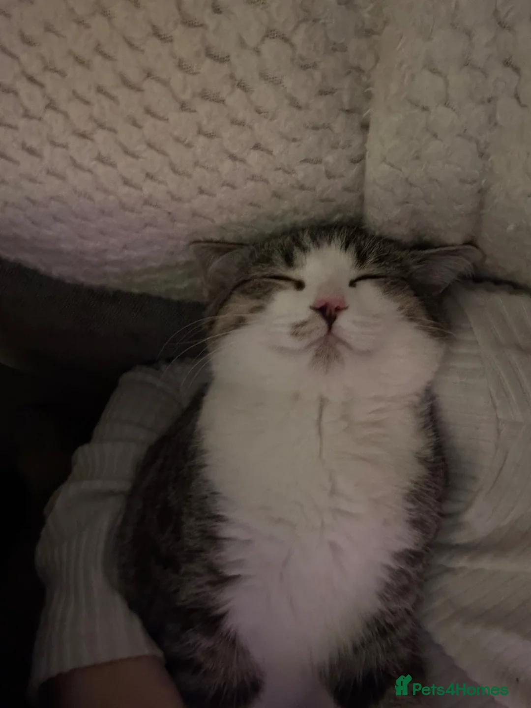 Mixed Breed cats for sale: British short haired mix boy  in Ilkeston - Advert 4