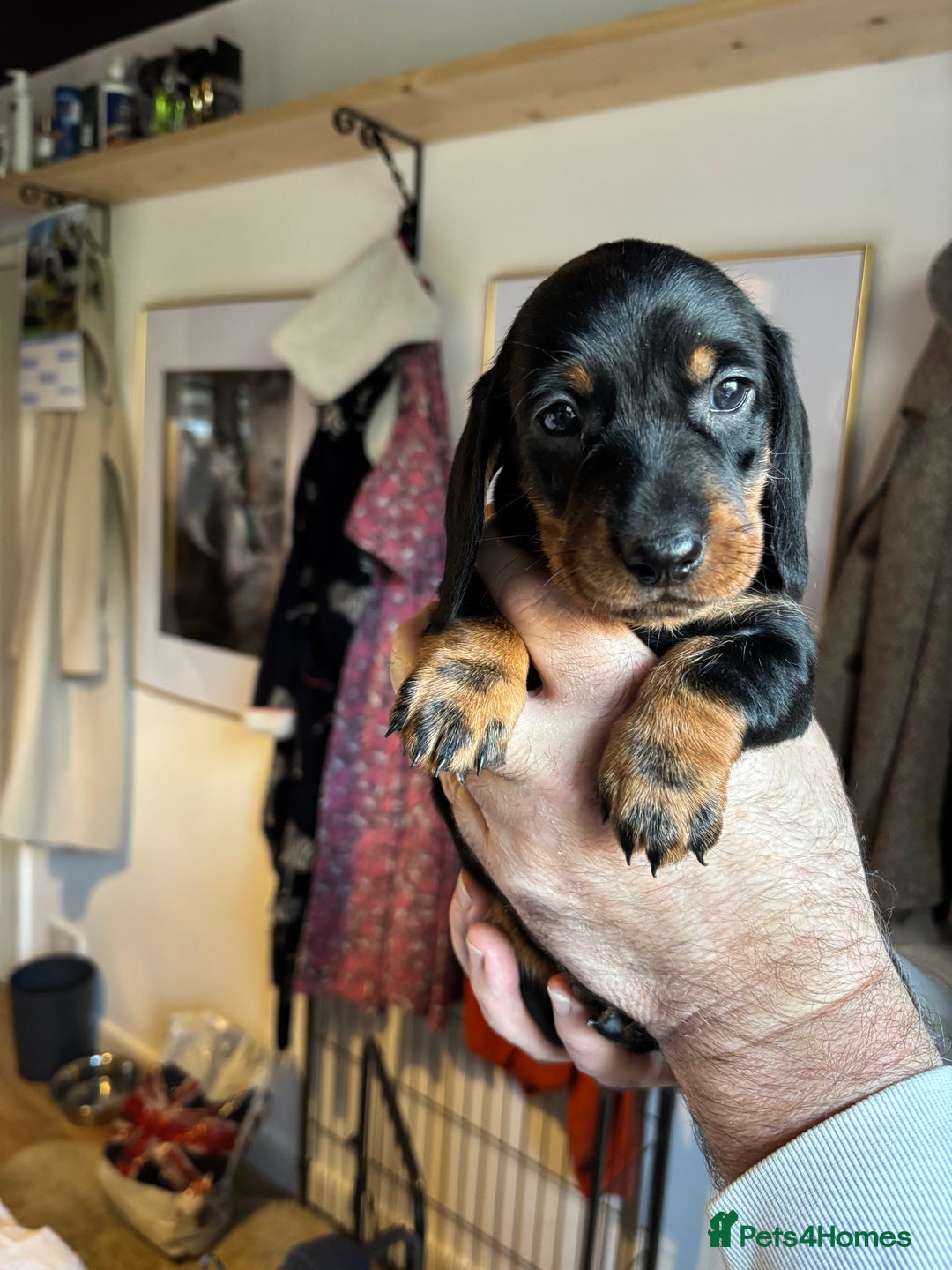 Dachshund dogs for sale: Four beautiful wire haired boys - Advert 5