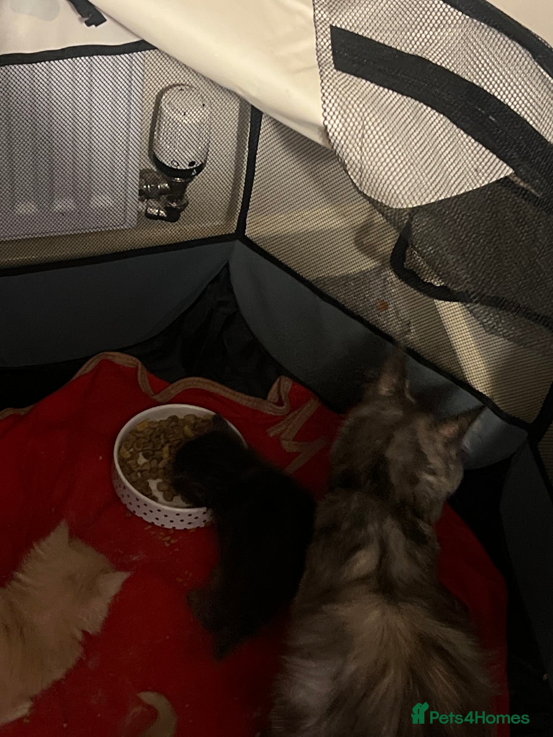 Maine Coon cats for sale: maine coon kittens  - Image 3