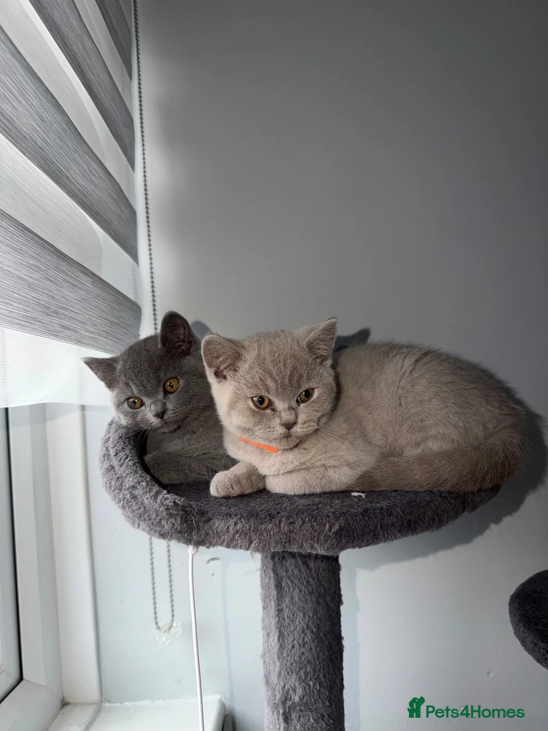 British Shorthair cats for sale: Beautiful British Shorthair Kittens - Advert 2