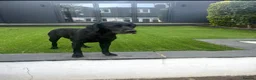 Labradoodle dogs for sale: Miniature merle labradoodles  - Advert 10