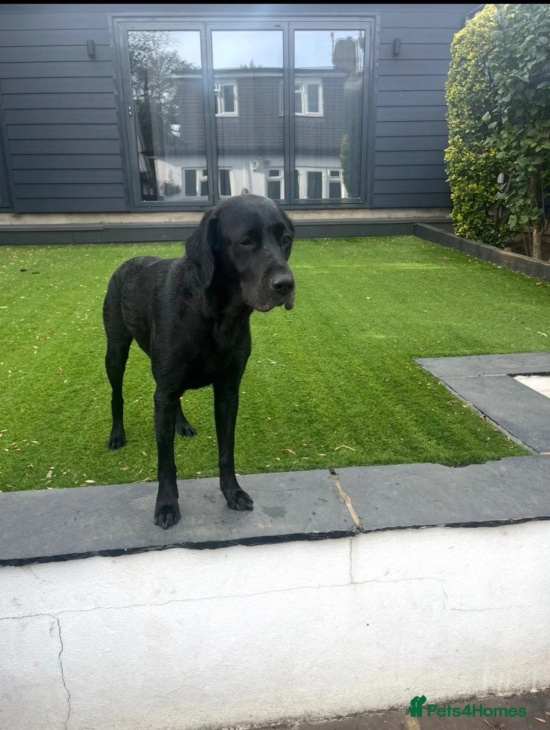 Labradoodle dogs for sale: Miniature merle labradoodles  - Advert 10