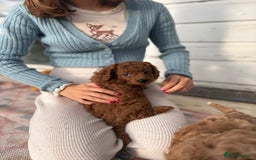 Cockapoo dogs for sale: Very unique Asian Toy Cockerpoos - Image 8