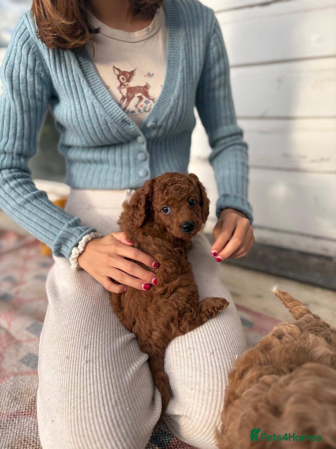 Cockapoo dogs for sale: Very unique Asian Toy Cockerpoos - Image 8