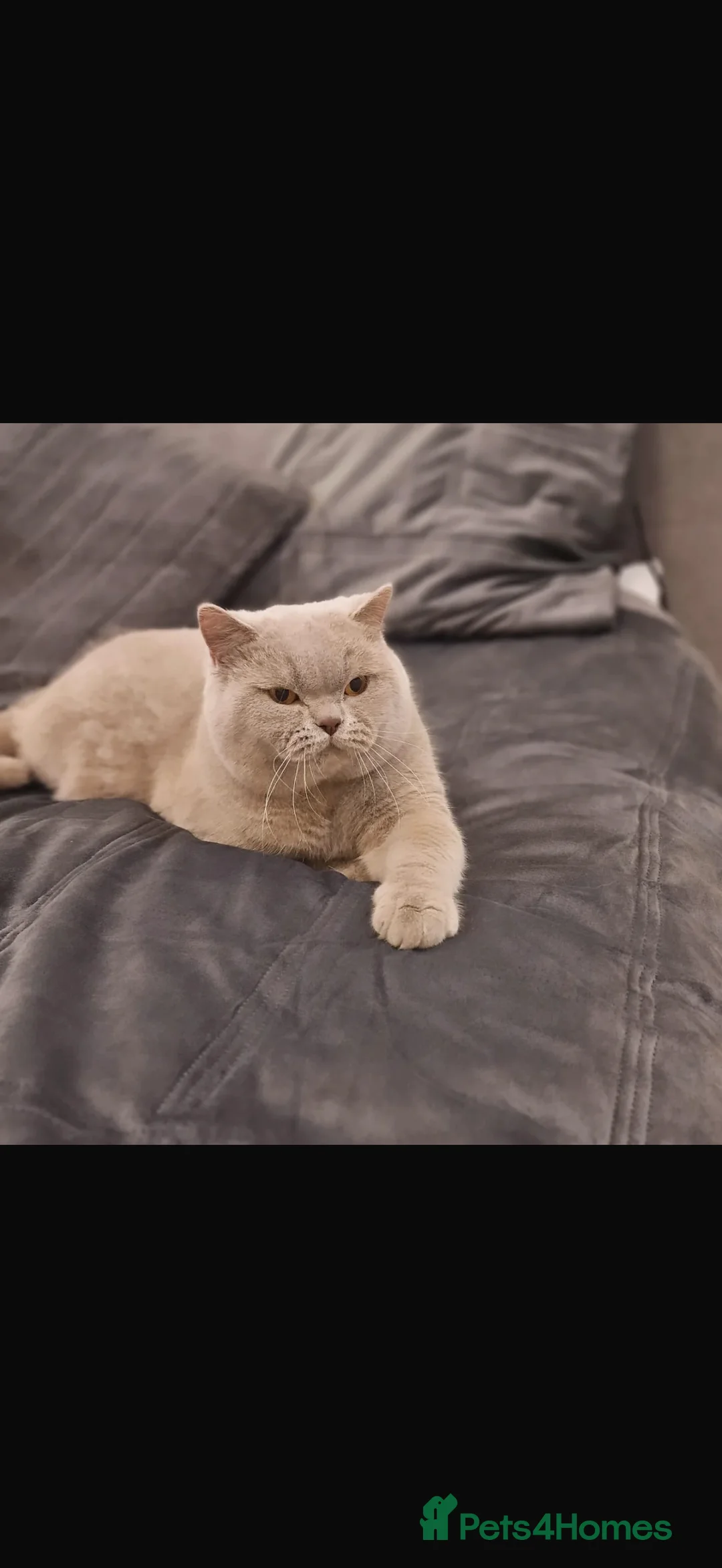 British Shorthair cats for sale: British Short hair and Scotish Fold - Advert 29