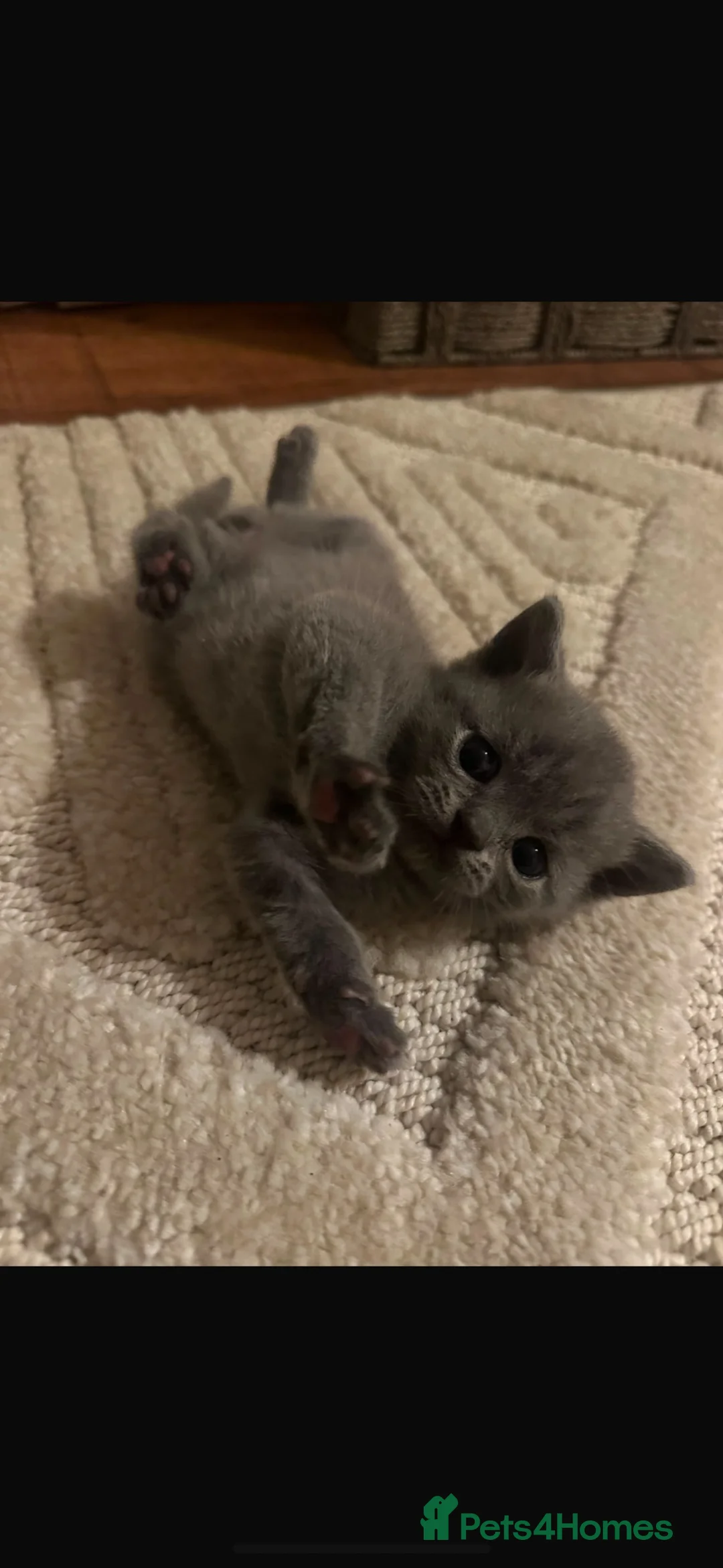British Shorthair cats for sale: British short hair kittens  in Enfield - Advert 12