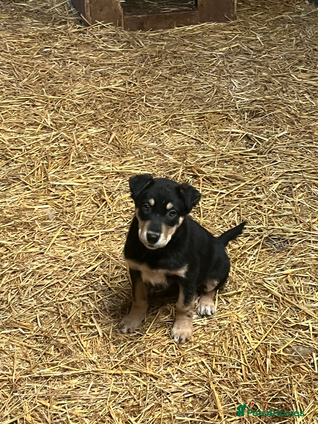 Huntaway dogs for sale: Huntaway puppies - Advert 7