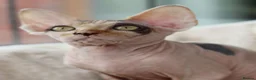 Sphynx cats for sale: Beautiful Pedigree Sphynx Kittens  - Advert 22