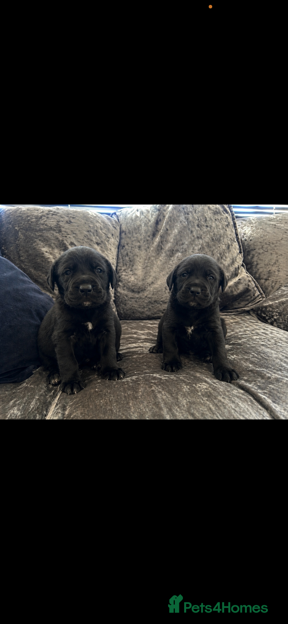 Mixed Breed dogs Old English mastiff x puppies 2 available  - Advert 14