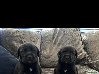 Mixed Breed dogs Old English mastiff x puppies 2 available - Advert 4