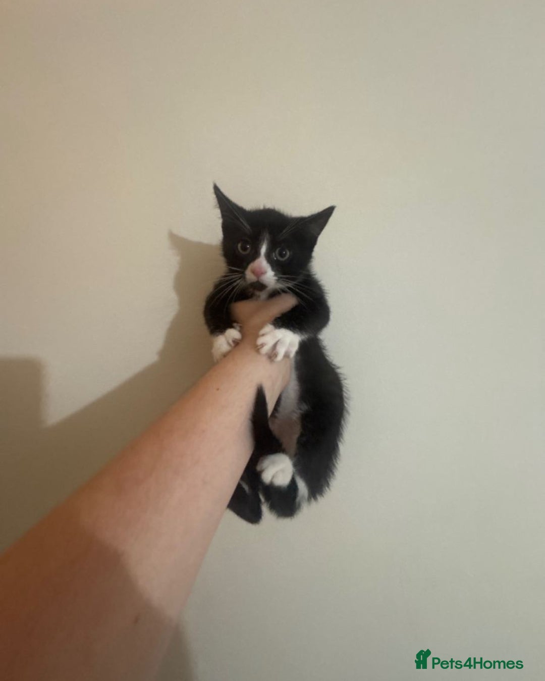 British Shorthair cats for sale: Black and white kitten (M) - Advert 2