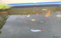 Koi Carp fish for sale: Koi carp  - Image 3