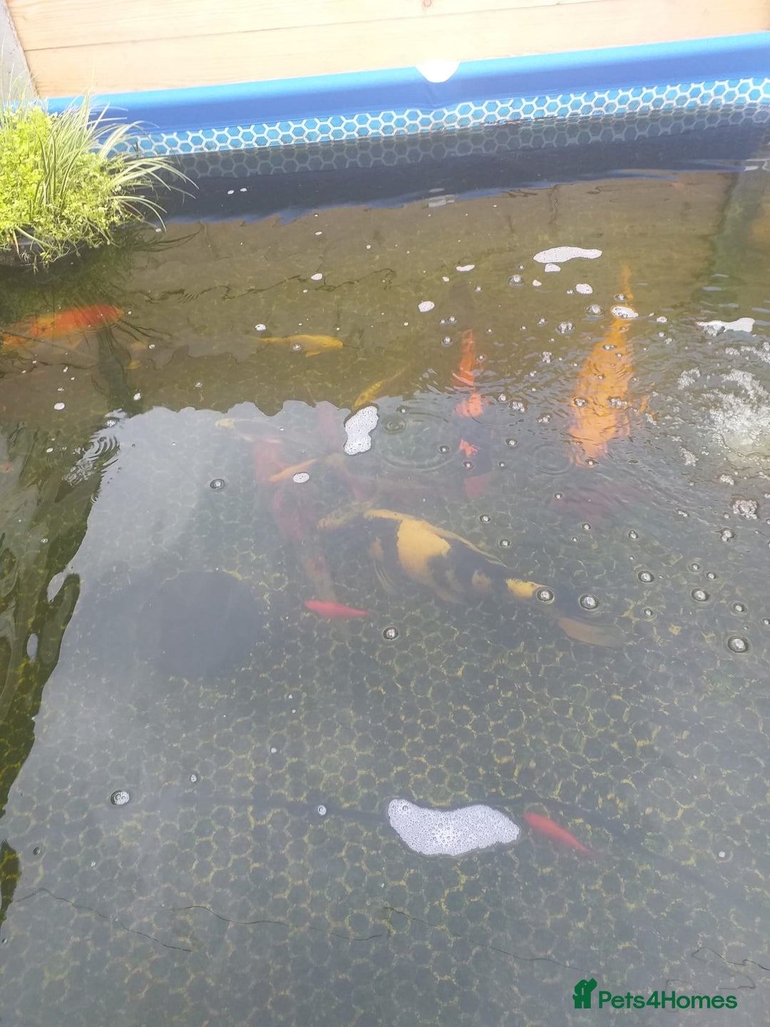 Koi Carp fish for sale: Koi carp  - Image 3