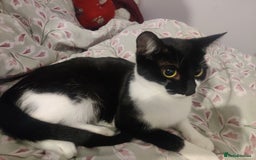 Domestic Shorthair cats for sale: Ginger, black+white kittens 5 months old for sale - Image 3