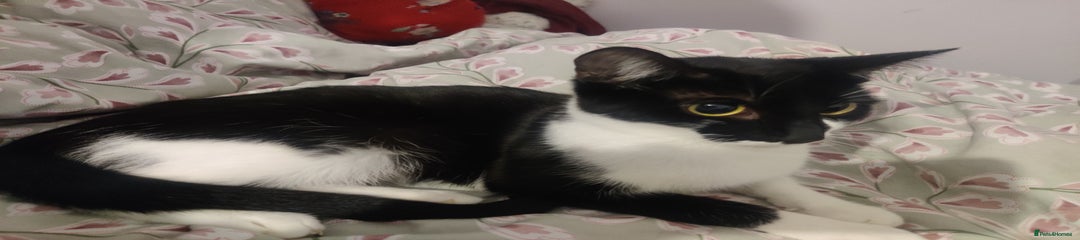 Black and white kitten 