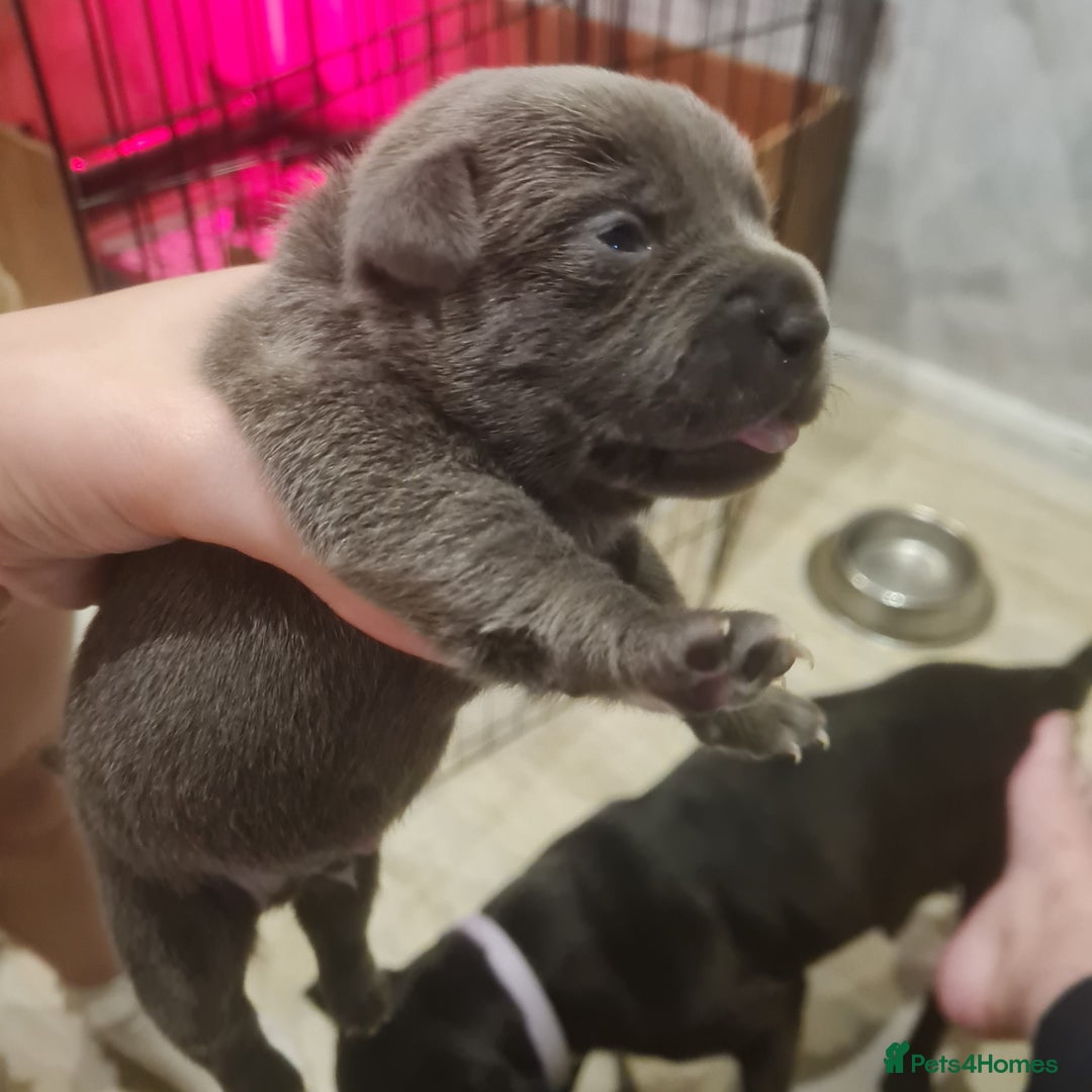 Mixed Breed dogs for sale: French bull weinners  - Image 11