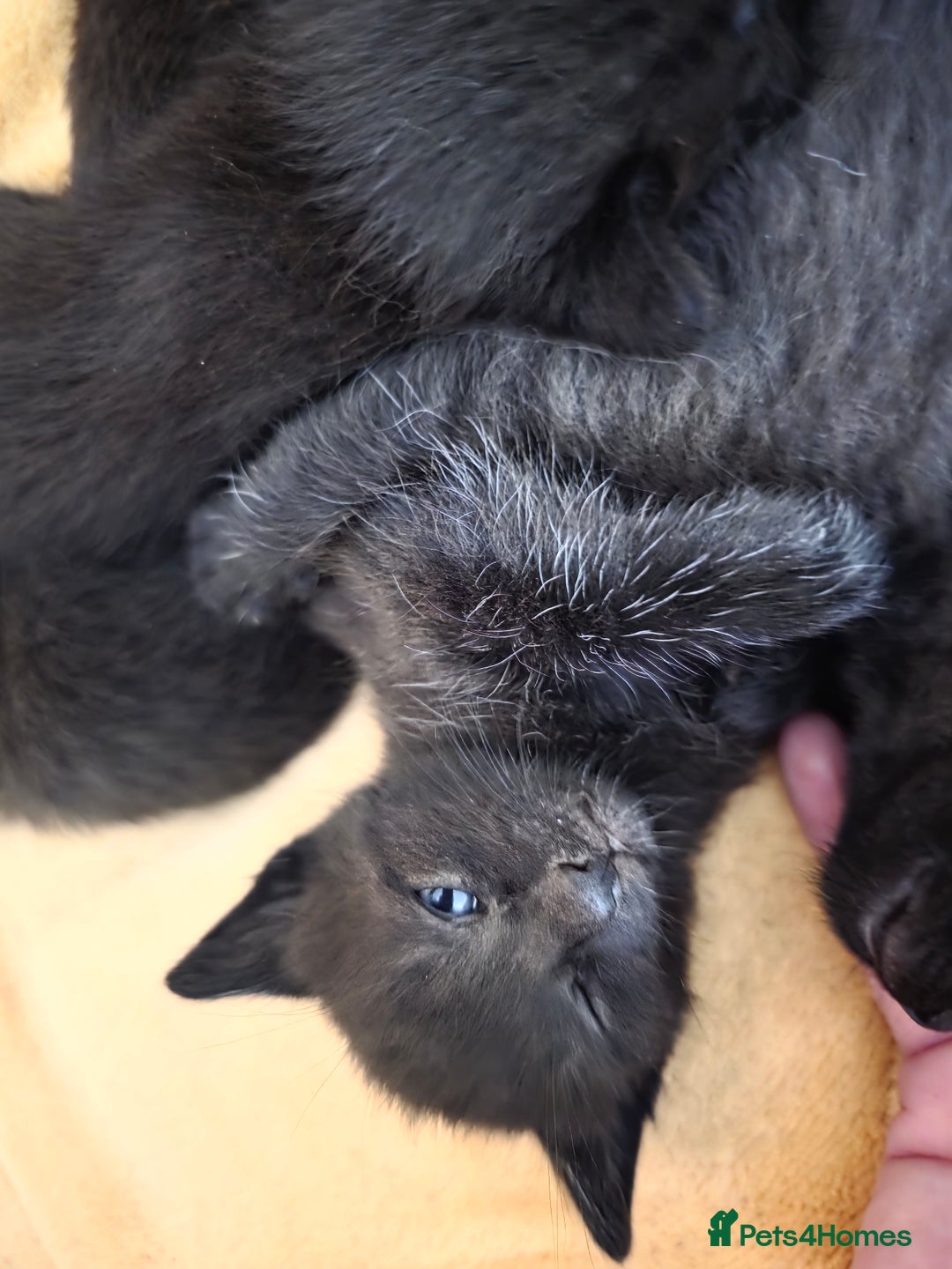 Mixed Breed cats for sale: Black kittens  - Image 10