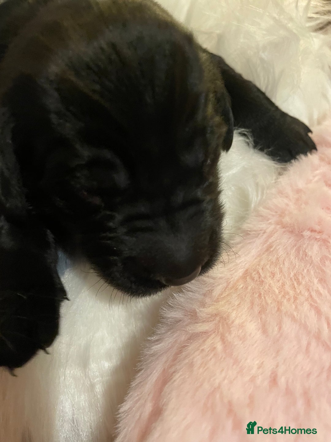 Mixed Breed dogs for sale: Golden retriever x Flatcoat retriever  - Advert 5