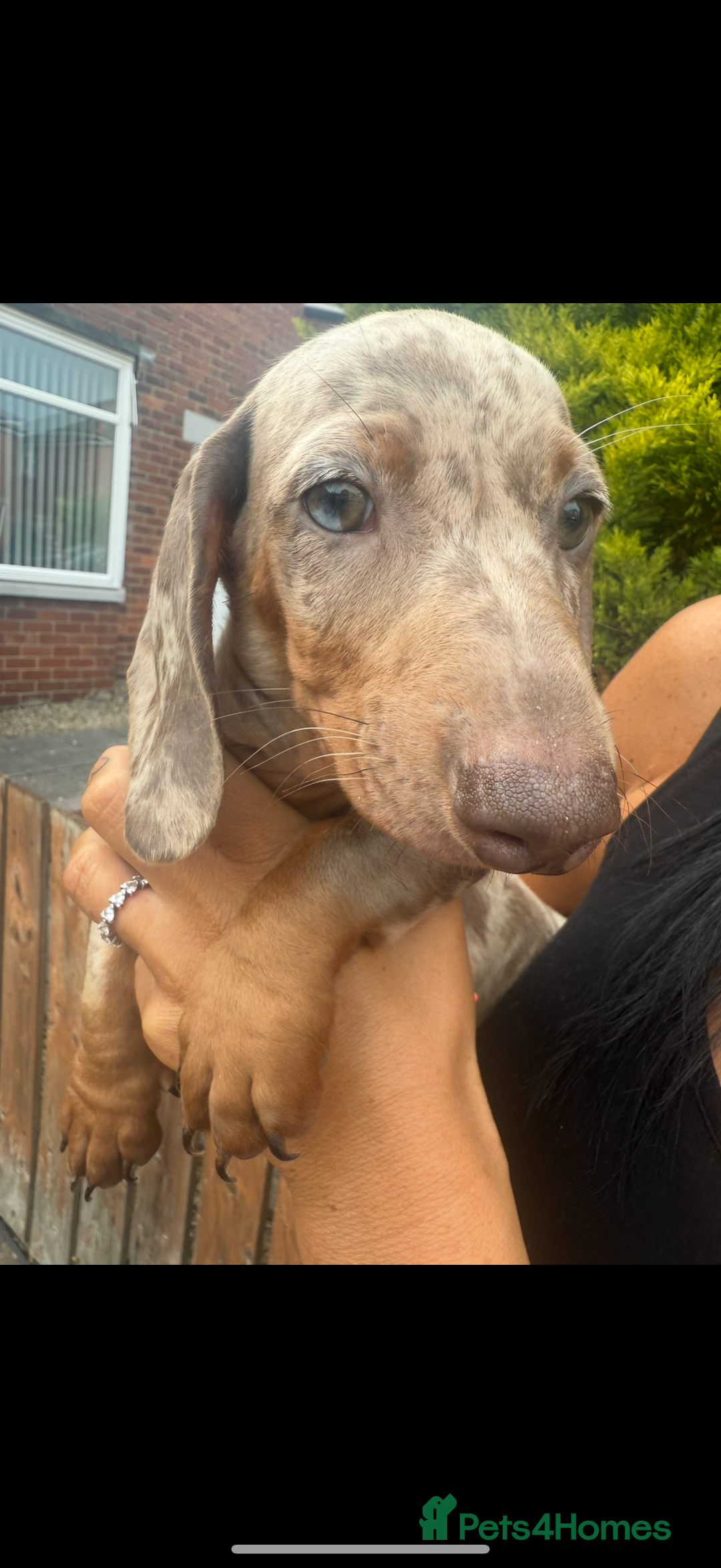 Miniature Dachshund dogs for sale: Miniture dachunds male - Image 2