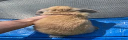 Mini Lop rabbits for sale: Mini Lop Rabbits Pure Bred  - Advert 7