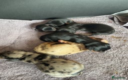 Dachshund dogs for sale: Litter of standard Dachshund  - Image 3