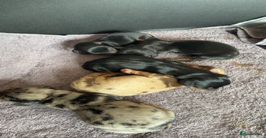 Dachshund dogs - Advert 2