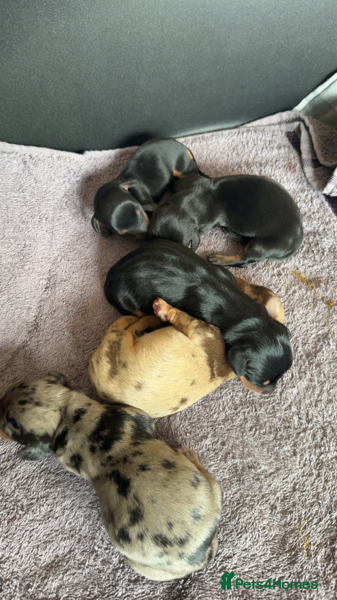 Dachshund dogs for sale: Litter of standard Dachshund  - Image 3